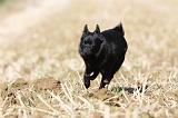 SCHIPPERKE 453